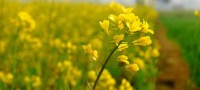 MUSTARD (Senape)